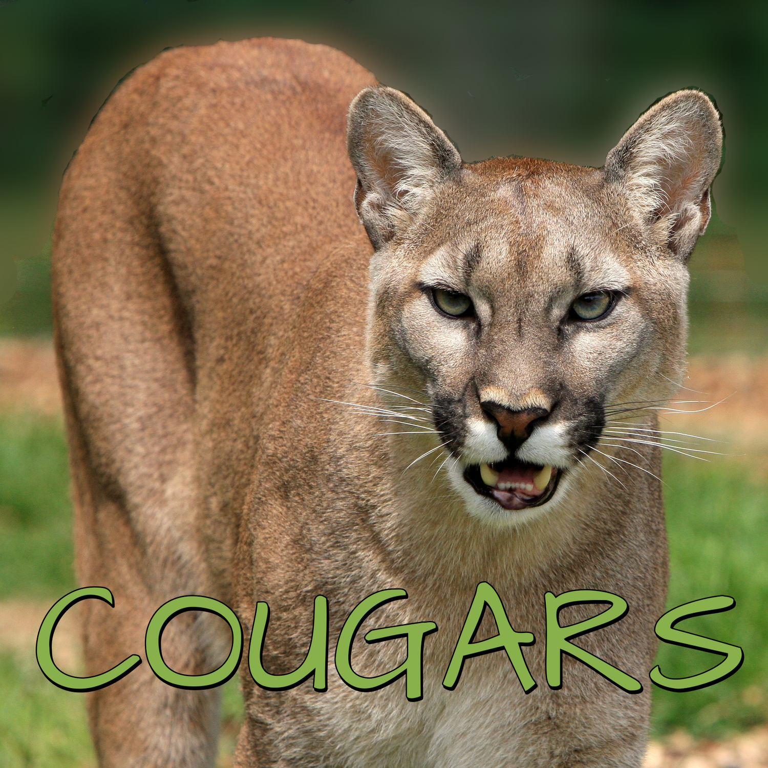 Shop Our Wild Cat Collections