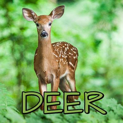 Shop Our Field and Forest Animal Collections