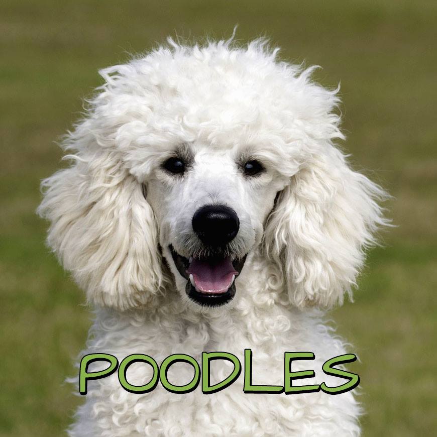 Poodle Collection
