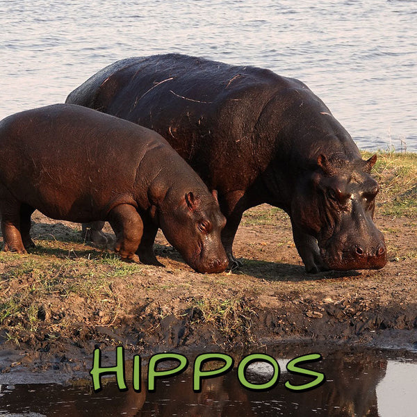 Hippo Collection